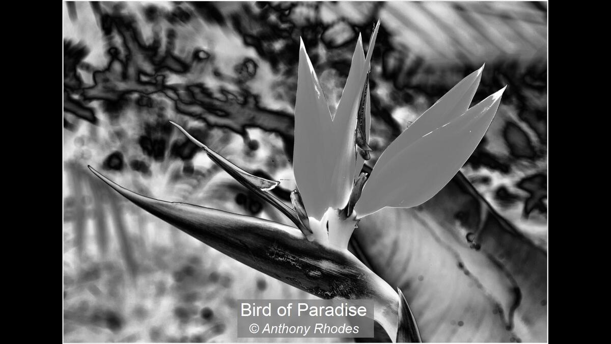 Bird of Paradise